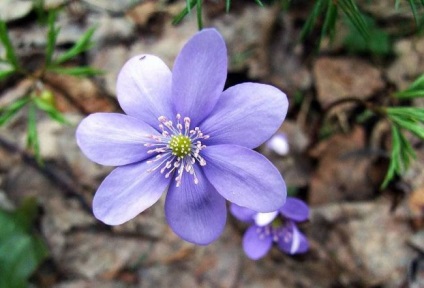 Ficat (65 de fotografii), soiuri, caracteristici de plantare, îngrijire și reproducere, aliniere cu alții