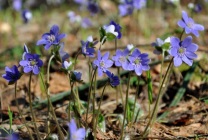 Ficat (65 de fotografii), soiuri, caracteristici de plantare, îngrijire și reproducere, aliniere cu alții