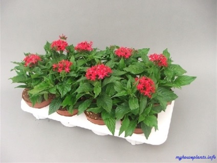 Pentas lanceolate - plantele mele de casa