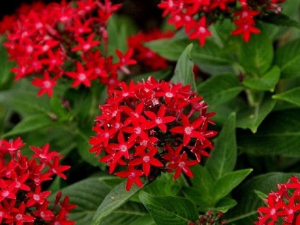 Pentas lancetshaped отглеждане и грижи