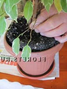 Transplantul de plante, deoarece transplantate corect plante de interior îngrijirea plantelor