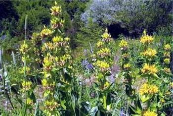 Permaculture zeppa holzera, platformă de conținut