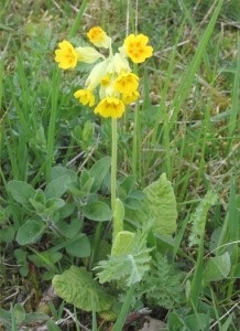 Primrose este o primroză medicină, casa mea preferată!