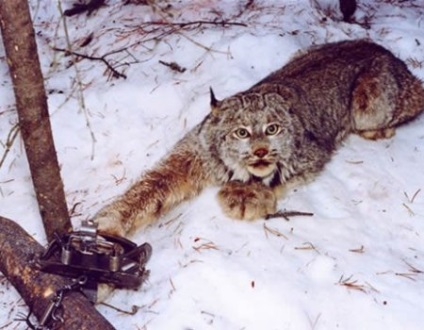 Balamale pentru animale