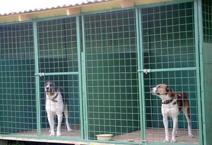 Развъдници в Калининград - кучетата - Членове от животински - dogsib - сайт за животните - кучета