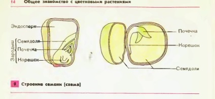 Плодове и семена