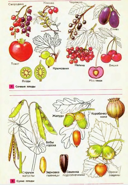 Fructe și semințe