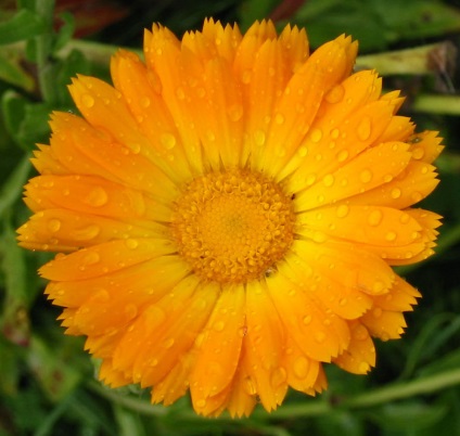 De ce este cunoscută o floare de calendula numită 