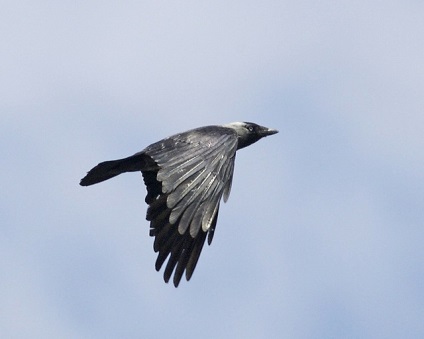 De ce a sunat o jackdaw și cum arată ea