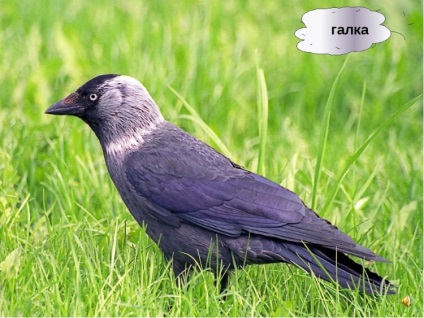 De ce a sunat o jackdaw și cum arată ea