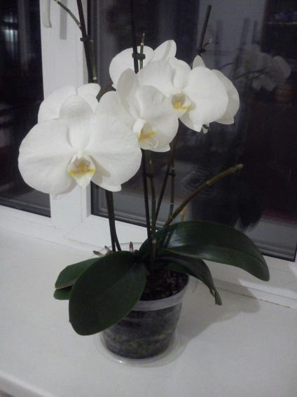 De ce frunza de orhidee phalaenopsis cade pe latura