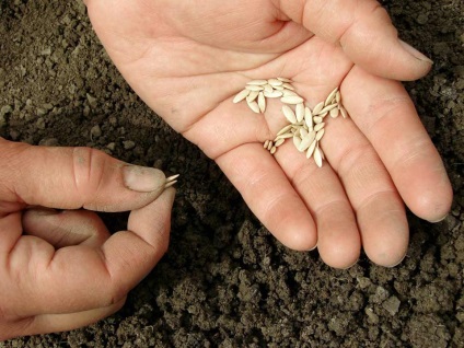 Pregătirea semințelor, plantarea castraveților în răsaduri și îngrijirea competentă pentru cultură