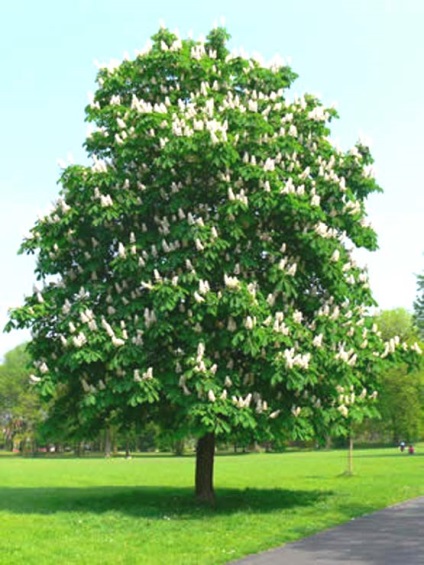 Vreme de plante - meridianul