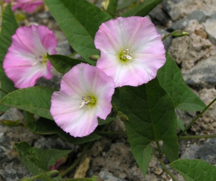 Vreme de plante - meridianul