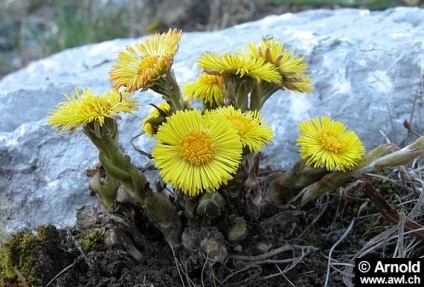 Vreme de plante - meridianul