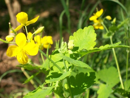 Vreme de plante - meridianul