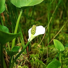 Vreme de plante - meridianul