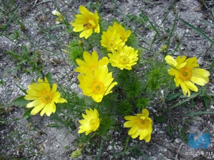 Vreme de plante - meridianul