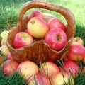 Proprietăți utile ale merelor verzi