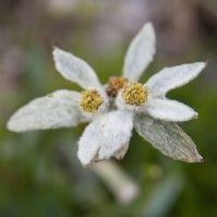 Ajutați-l să găsească schema de edelweiss, totul despre margele și beadwork