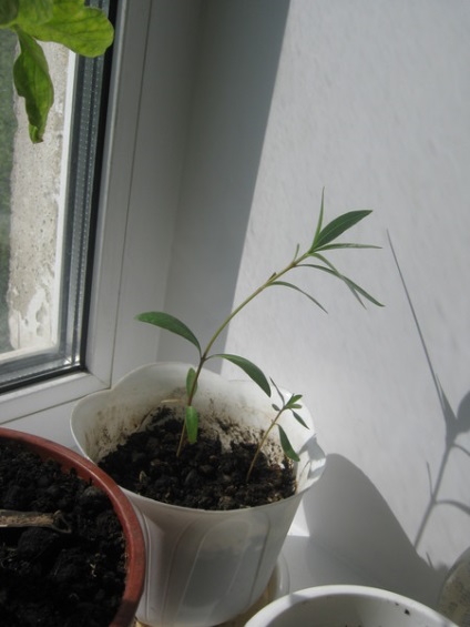 Este timpul să prindă oleander, oleander