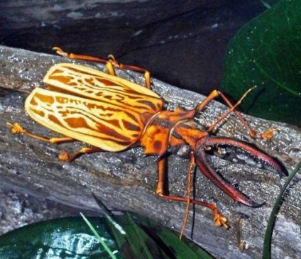 Impresionante giganți de insecte, pagina 3 - fotografie