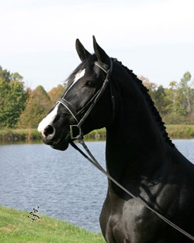 O rasă semi-rasă belgiană - despre cai, un cal