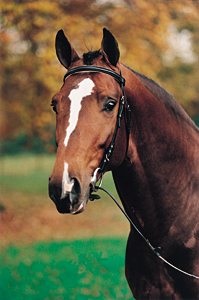 O rasă semi-rasă belgiană - despre cai, un cal