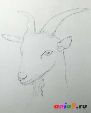 Portret de o capră cu creioane colorate - desen lecții cu creioane și pastelate