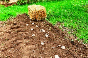 Plantarea cartofilor sub paie