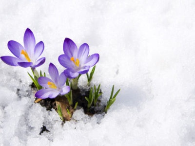 Plantarea crocus în toamnă în sol din țară