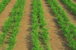 Plantarea morcovilor în granule Principalele etape ale muncii
