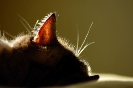 Megfelelő tisztítás a füle egy macska