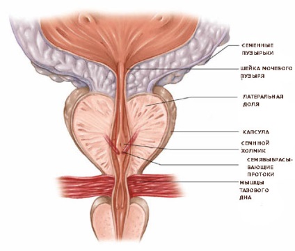 Glanda prostatică este anatomia, anatomia topografică, funcțiile
