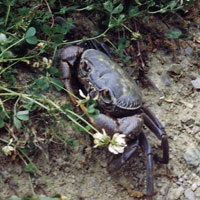 Crab de apă dulce