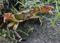 Crab de apă dulce