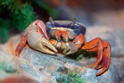 Fotografii de crab de apă dulce, condiții de detenție și reproducere