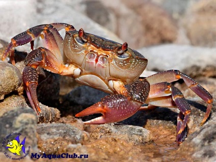 Crab de apă dulce (potamon potamios)