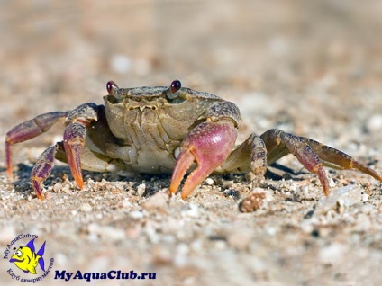 Crab de apă dulce (potamon potamios)