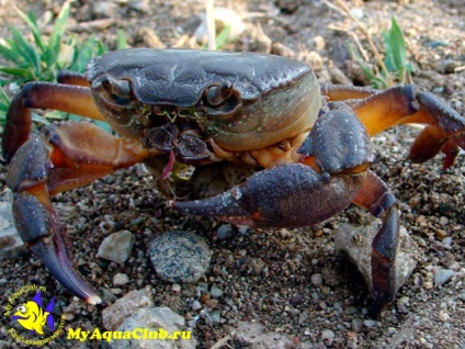 Crab de apă dulce (potamon potamios)