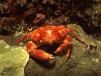 Crab de apă dulce, potamon (potamon potamios) crab de apă dulce, descriere biologie reproducere