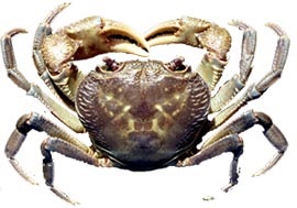 Crab de apă dulce, potamon (potamon potamios) crab de apă dulce, descriere biologie reproducere