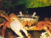 Crab de apă dulce, potamon (potamon potamios) crab de apă dulce, descriere biologie reproducere