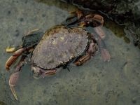 Crab de apă dulce, potamon (potamon potamios) crab de apă dulce, descriere biologie reproducere