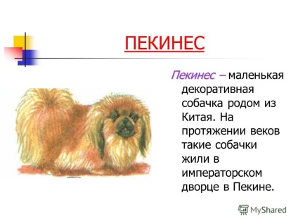 O prezentare pe tema câinilor de câine autohtoni a fost făcută de către un student al gimnaziului de gradul 4-b 426