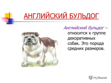 O prezentare pe tema câinilor de câine autohtoni a fost făcută de către un student al gimnaziului de gradul 4-b 426