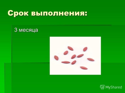 Előadás uborka - fontos növényi termés probléma a mi éghajlati viszonyok