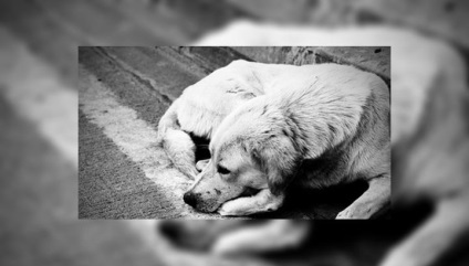 Adăpost, care nu zoozaschitniki câini de salvare de la bano - eco - sub kaluga