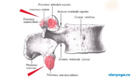 Deformări înapoi în yoga, yoga, slavyoga