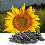 Producerea de semințe de floarea-soarelui prajita ca o afacere profitabila, afacere